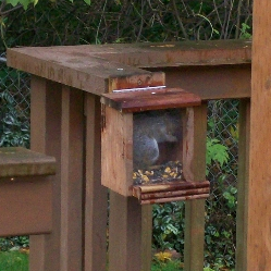 young squirrel chowing down in feeder